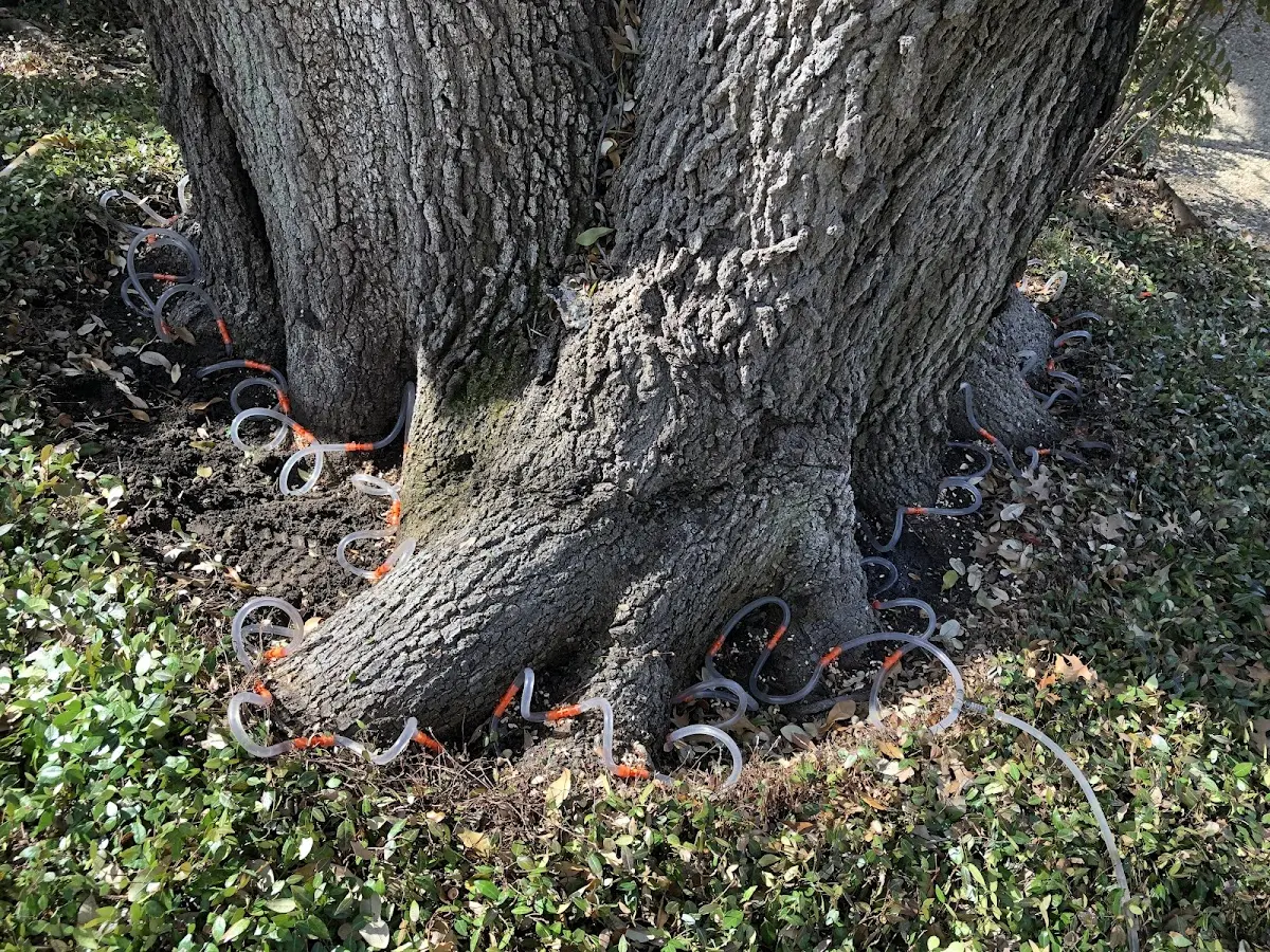 Detailed Shrub and Hedge Trimming job site in Tensed