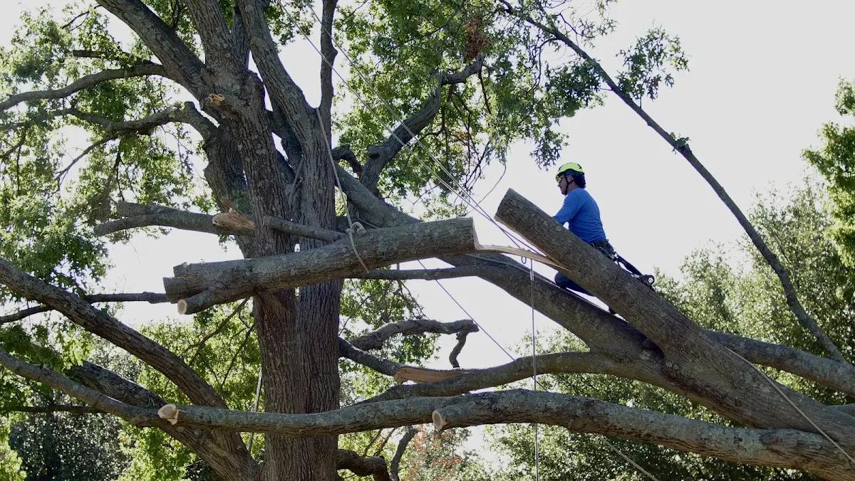 Professional Crown Thinning performed by certified arborists in Tensed