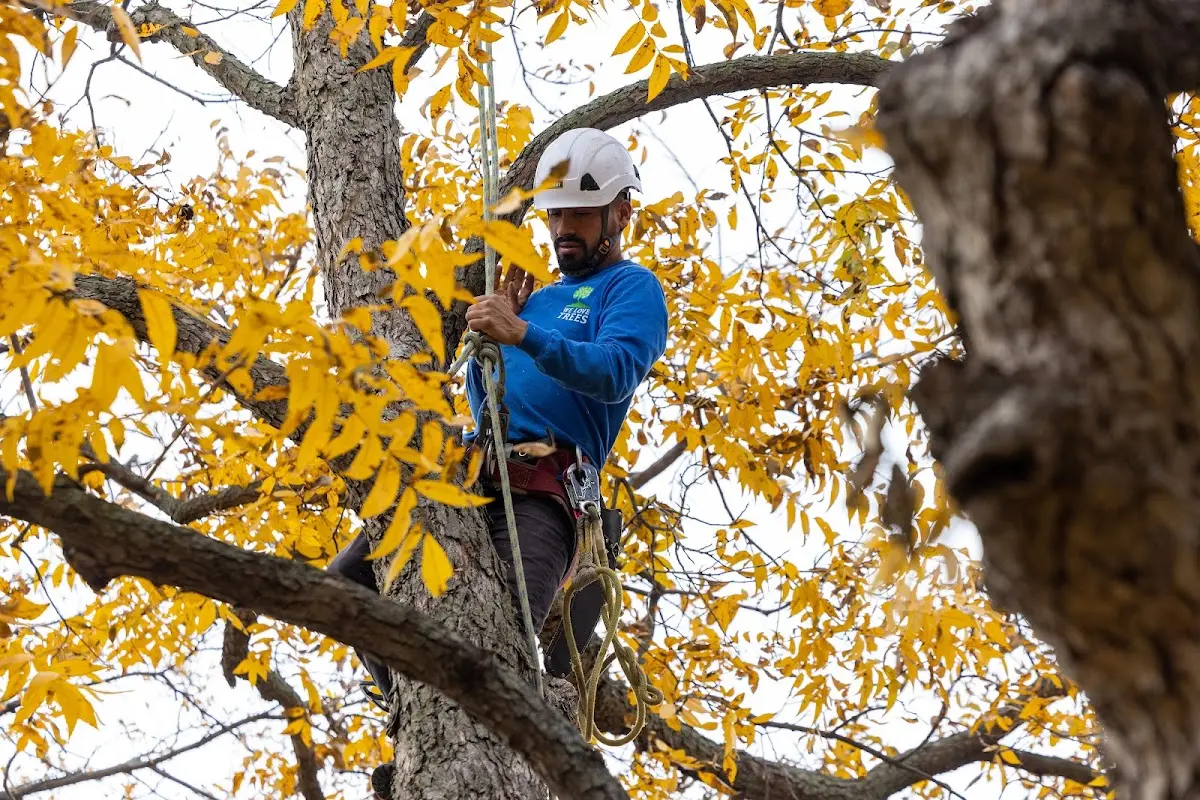 Skilled Storm Damage Cleanup crew working in Tensed